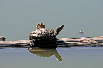 Stow Lake - Golden Gate Park