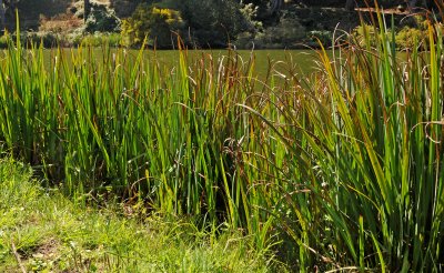 Stow Lake - Golden Gate Park