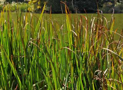 Stow Lake - Golden Gate Park