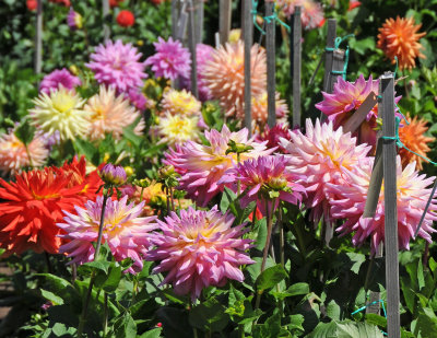 Dahlia Show - Conservatory Gounds at Golden Gate Park