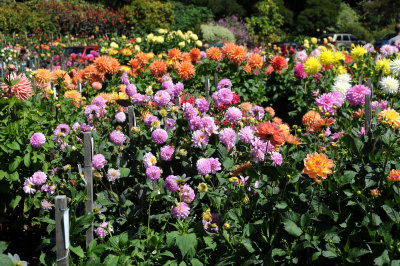 Dahlia Show - Conservatory Gounds at Golden Gate Park