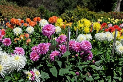 Dahlia Show - Conservatory Gounds at Golden Gate Park