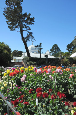 Dahlia Show - Conservatory Gounds at Golden Gate Park