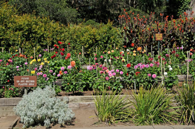 Dahlia Show - Conservatory Gounds at Golden Gate Park