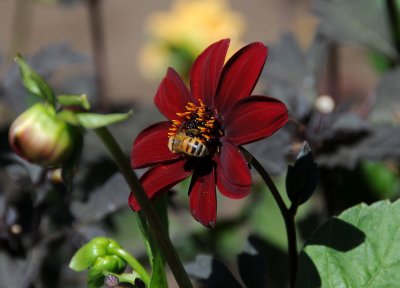 Dahlia Show - Conservatory Gounds at Golden Gate Park