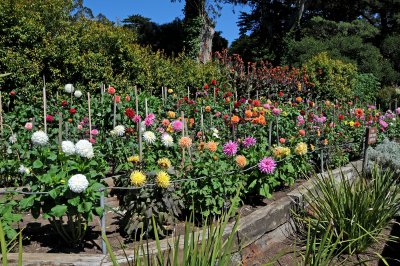 Dahlia Show - Conservatory Gounds at Golden Gate Park