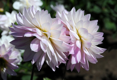 Dahlia Show - Conservatory Gounds at Golden Gate Park