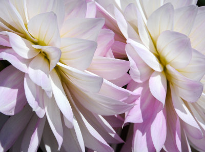 Dahlia Show - Conservatory Gounds at Golden Gate Park