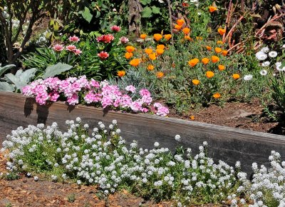 Fort Mason Community Garden