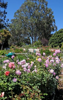 Fort Mason Community Garden