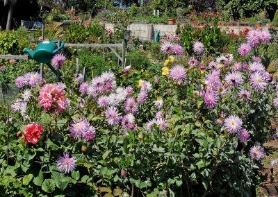 Fort Mason Community Garden