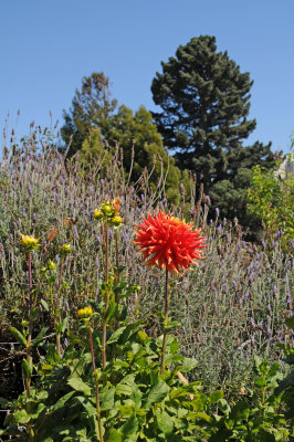 Fort Mason Community Garden