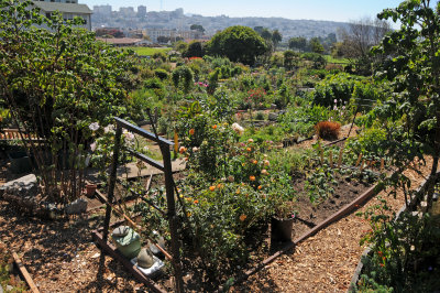 Fort Mason Community Garden - San Francisco, CA