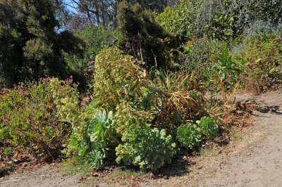 Fort Mason Community Garden