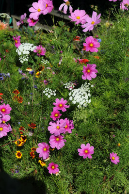 Fort Mason Community Garden