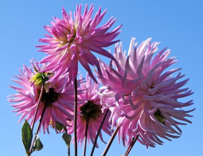 Fort Mason Community Garden