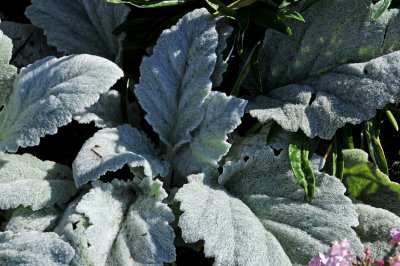 Fort Mason Community Garden