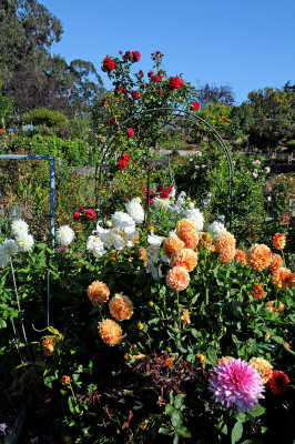 Fort Mason Community Garden