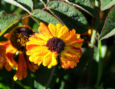 Fort Mason Community Garden