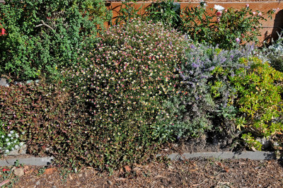 Fort Mason Community Garden