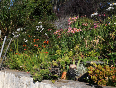 Fort Mason Community Garden