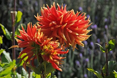 Fort Mason Community Garden