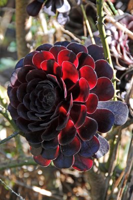 Black Rose or Aeonium - Fort Mason Community Garden