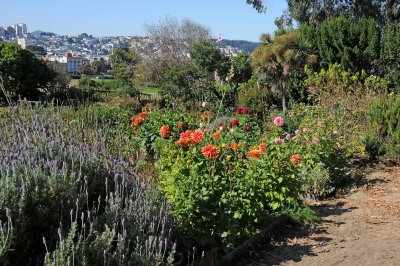 Fort Mason Community Garden