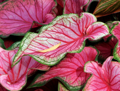 Harbinger of Fall Foliage Served on a Caladium Leaf