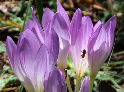 A Bee in a Fall Crocus Blossom