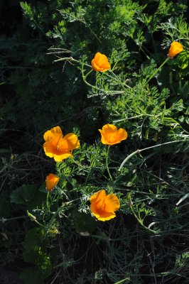 DSC_5085.JPG