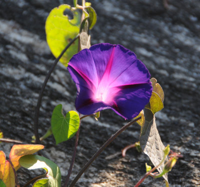 DSC_5086 1.jpg