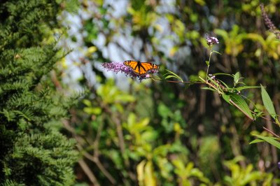 DSC_5092.JPG