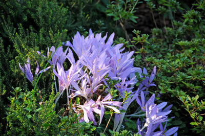 DSC_5095.JPG