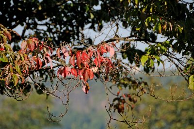 DSC_5100.JPG
