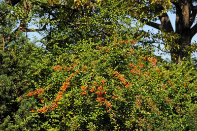 DSC_5115.JPG