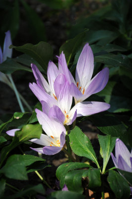 DSC_5118.JPG