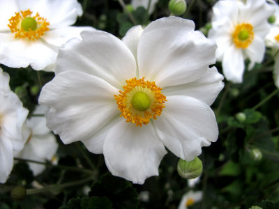 Japanese Anenome Blossoms