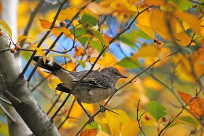 Mockingbird Eating Hawthorne Tree Berries