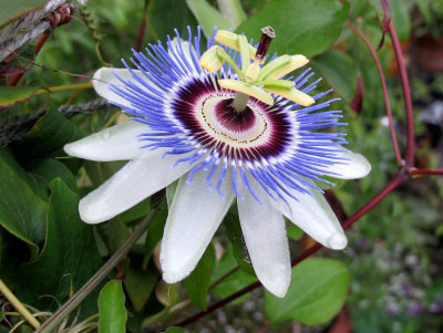 Passion Flower 