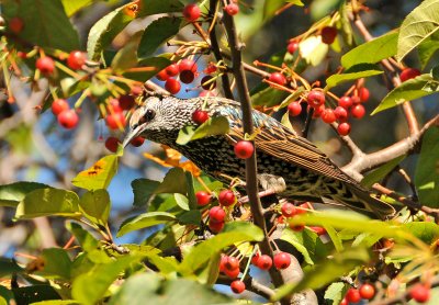 Starling Feasting on Crab Apple Tree Fruit