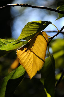 Cherry Tree Fall Foliage