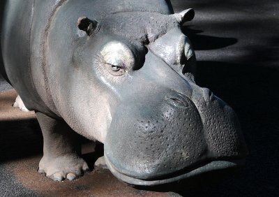 Hippo Playground