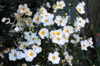 Japanese Anenome Blossoms
