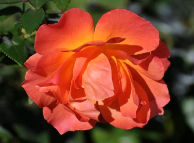 Pumpkin Rose