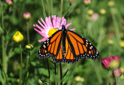 Monarch Butterfly & Chrysanthemum Conservatory Garden