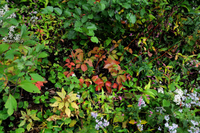 North Woods Ground Foliage