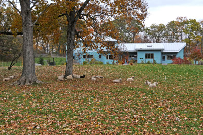 Fall - Camp Hill Village, NY