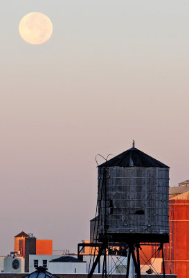 A Bird in the Midst of a Setting Moon & Rising Sun