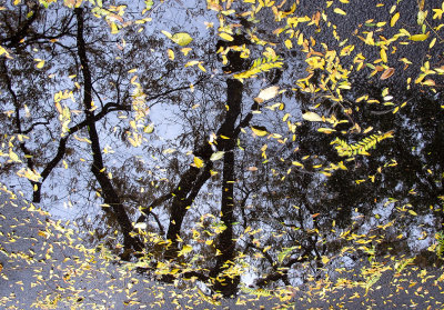 Locust Tree Reflections & Foliage in a Puddle 